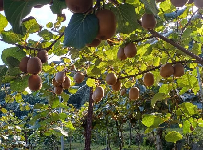 순천시 지역 대표 농산물 참다래 본격 출하
