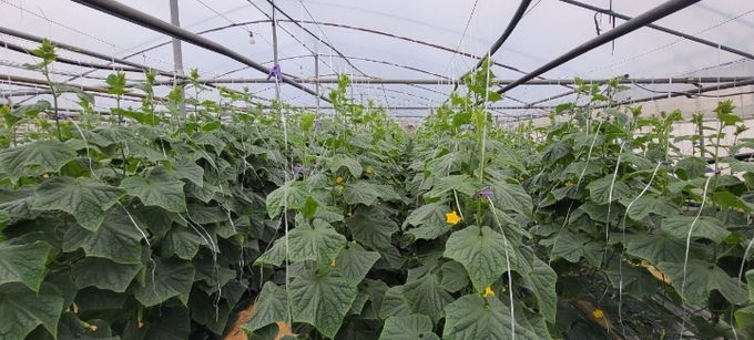 “순천 오이” 본격 출하