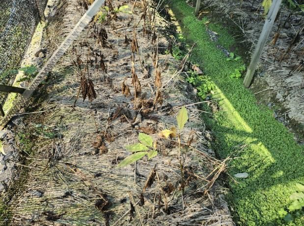 피해 인삼 농가