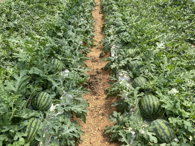 농작물 생육재생기 안전영농 지도 전체 출장