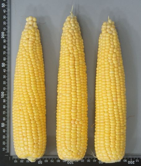 , 초당옥수수 신품종‘청밀옥’ 개발