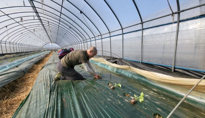 1. 천안지역 농업인이 멜론을 정식하고 있다.