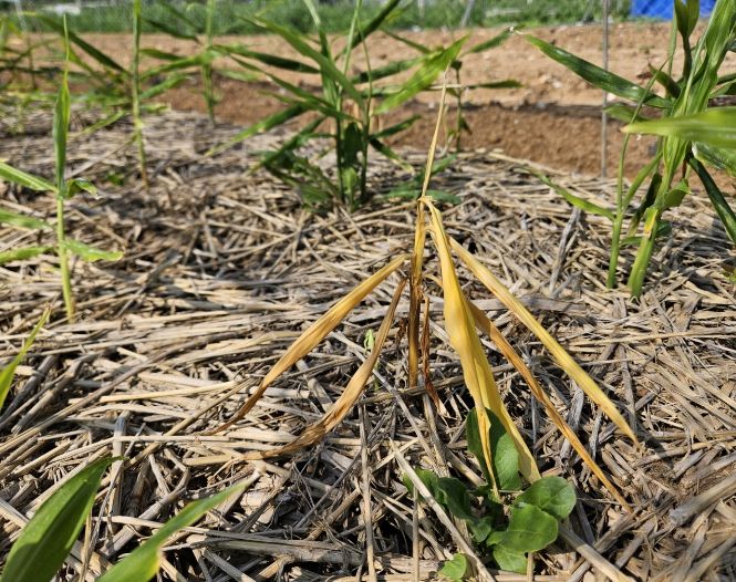 생강 연작 장해 인한 뿌리썩음병 사전 대비