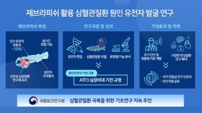 제브라피쉬 활용 심혈관질환 원인 유전자 발굴 연구