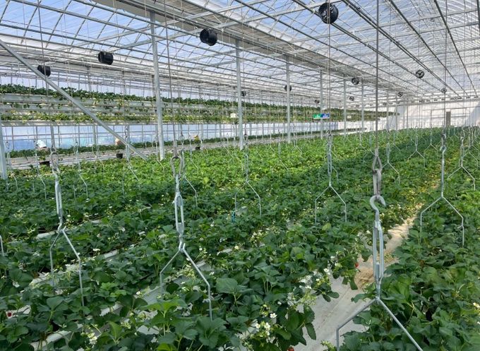 청년농업인 임대형 스마트팜 전경