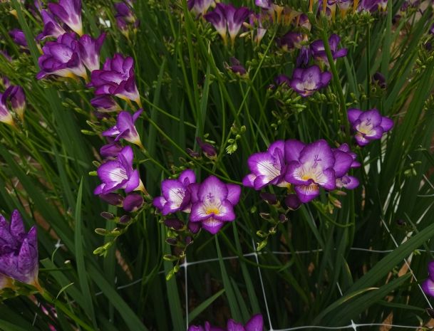 신품종 ‘딥보라문’