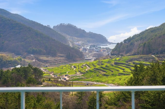 파라다랑스 유채·금산 벚꽃 어우러져 ‘환상의 풍광’